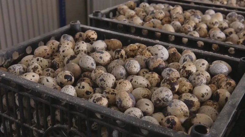 特禽种苗：绿色养殖发展的新动力