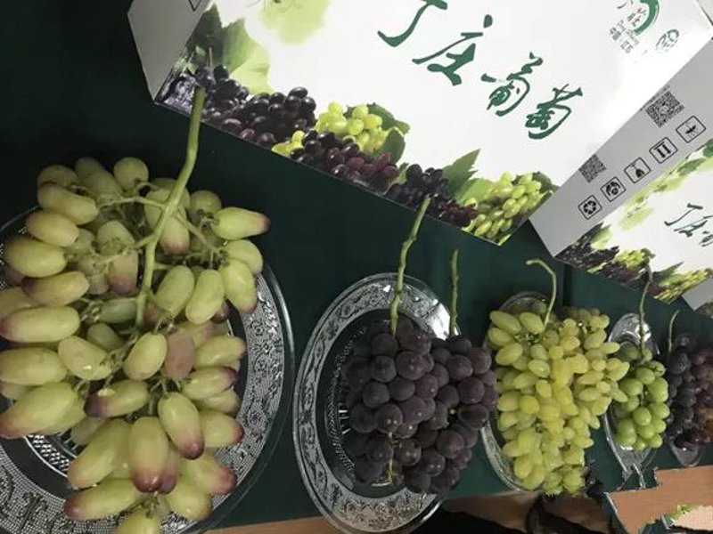 珍禽养殖：开启绿色致富之路